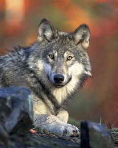 Amika, Krafttier Wolf