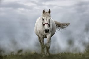 Amika, Krafttier Pferd