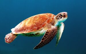 Amika Krafttier Wasserschildkröte